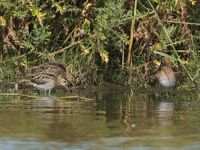 Gallinago gallinago Common Snipe Watersnip
